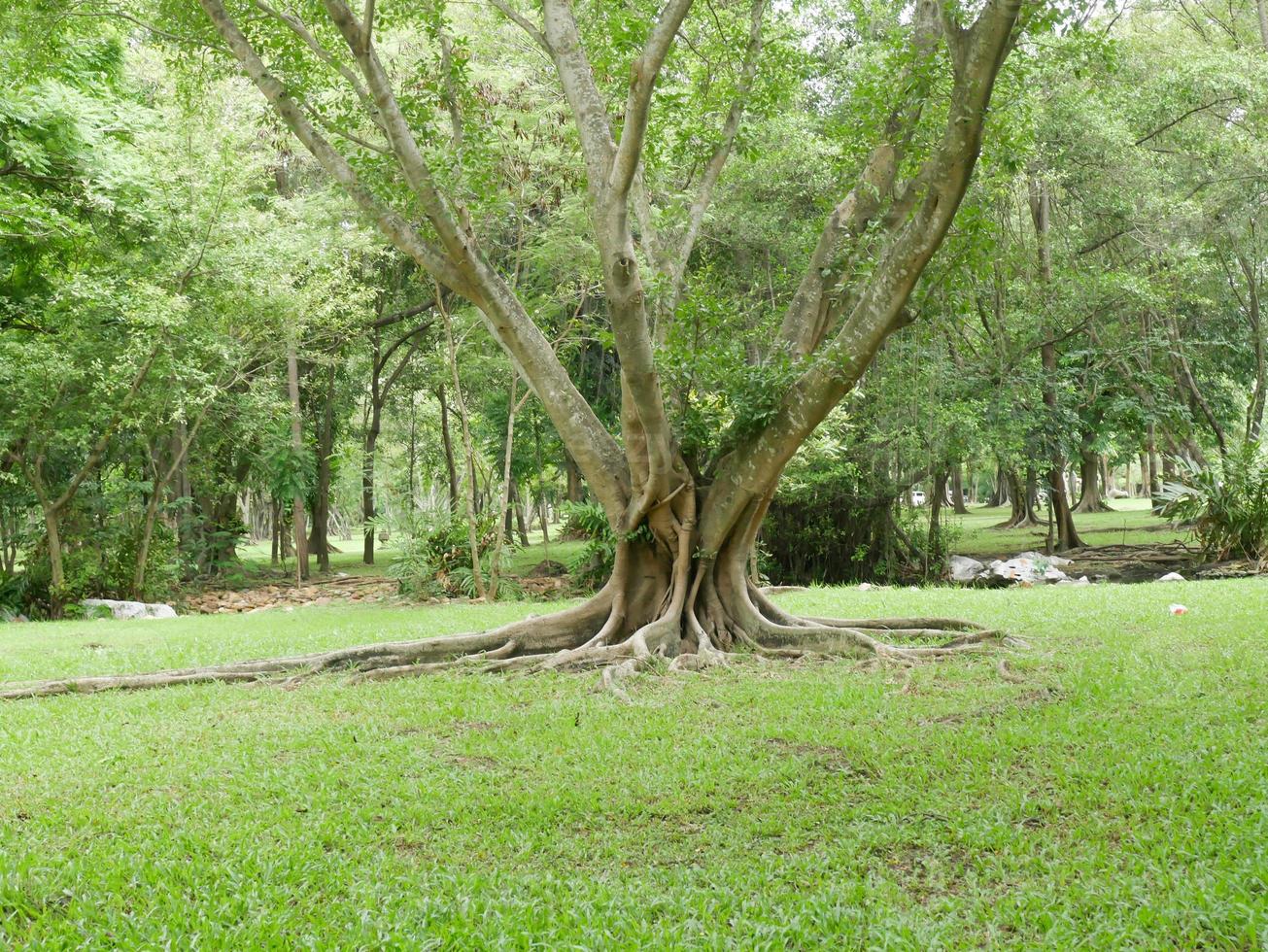 uma grande árvore com raízes cobrindo o chão, uma grande árvore no jardim foto