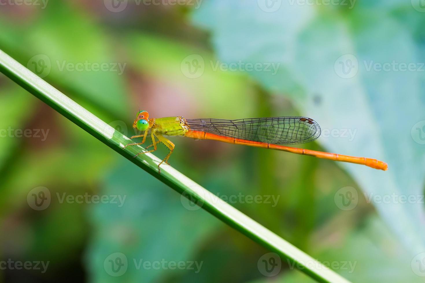 retrato de libélula - sprite de cauda laranja foto