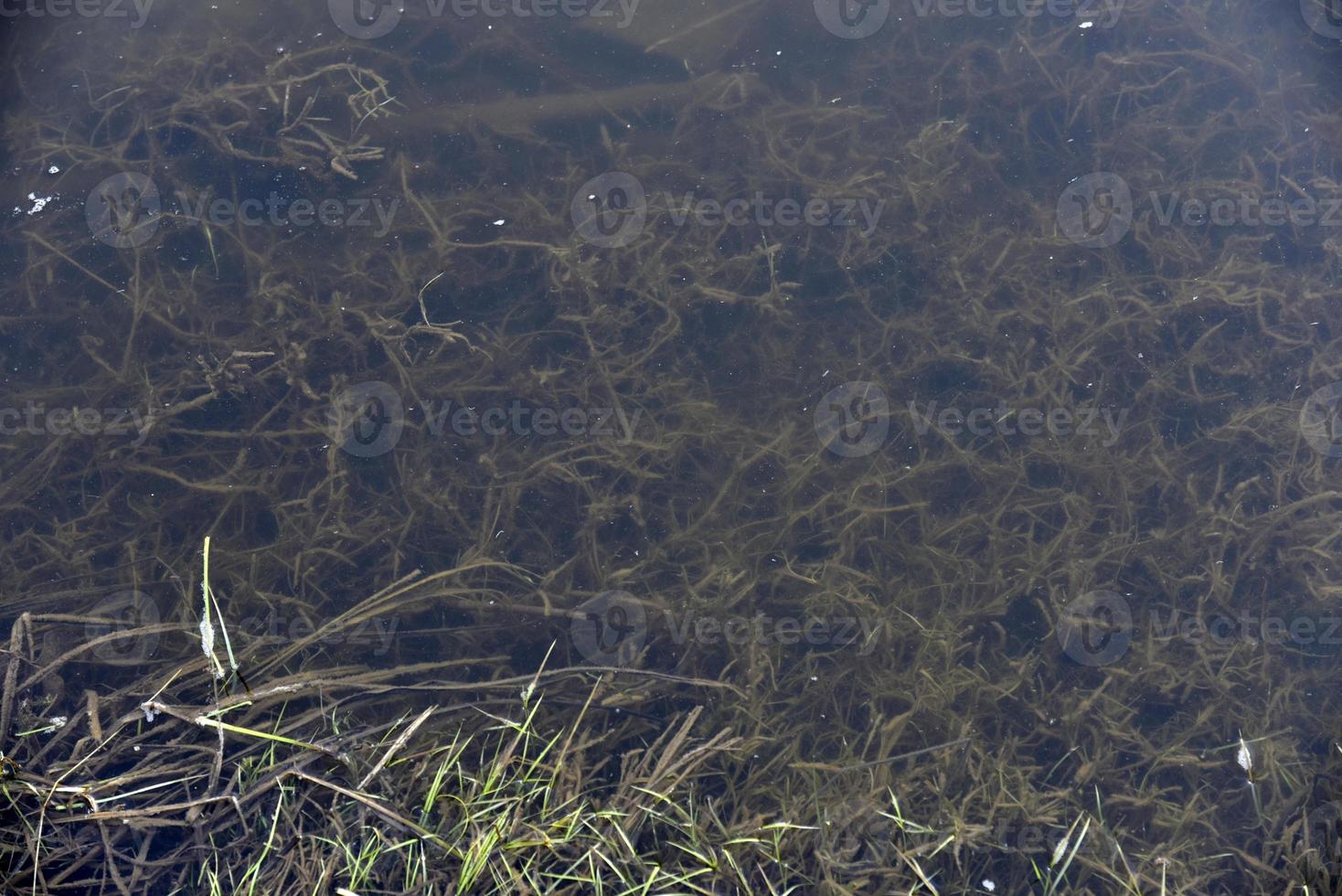lama e algas no rio na primavera foto