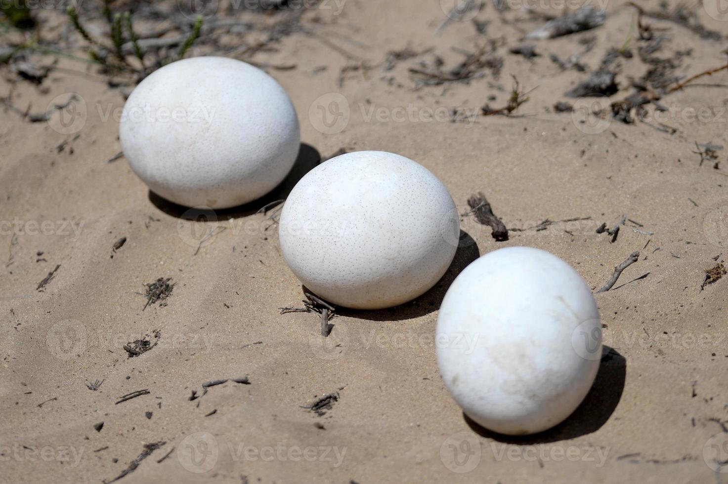 ovos de avestruz foto