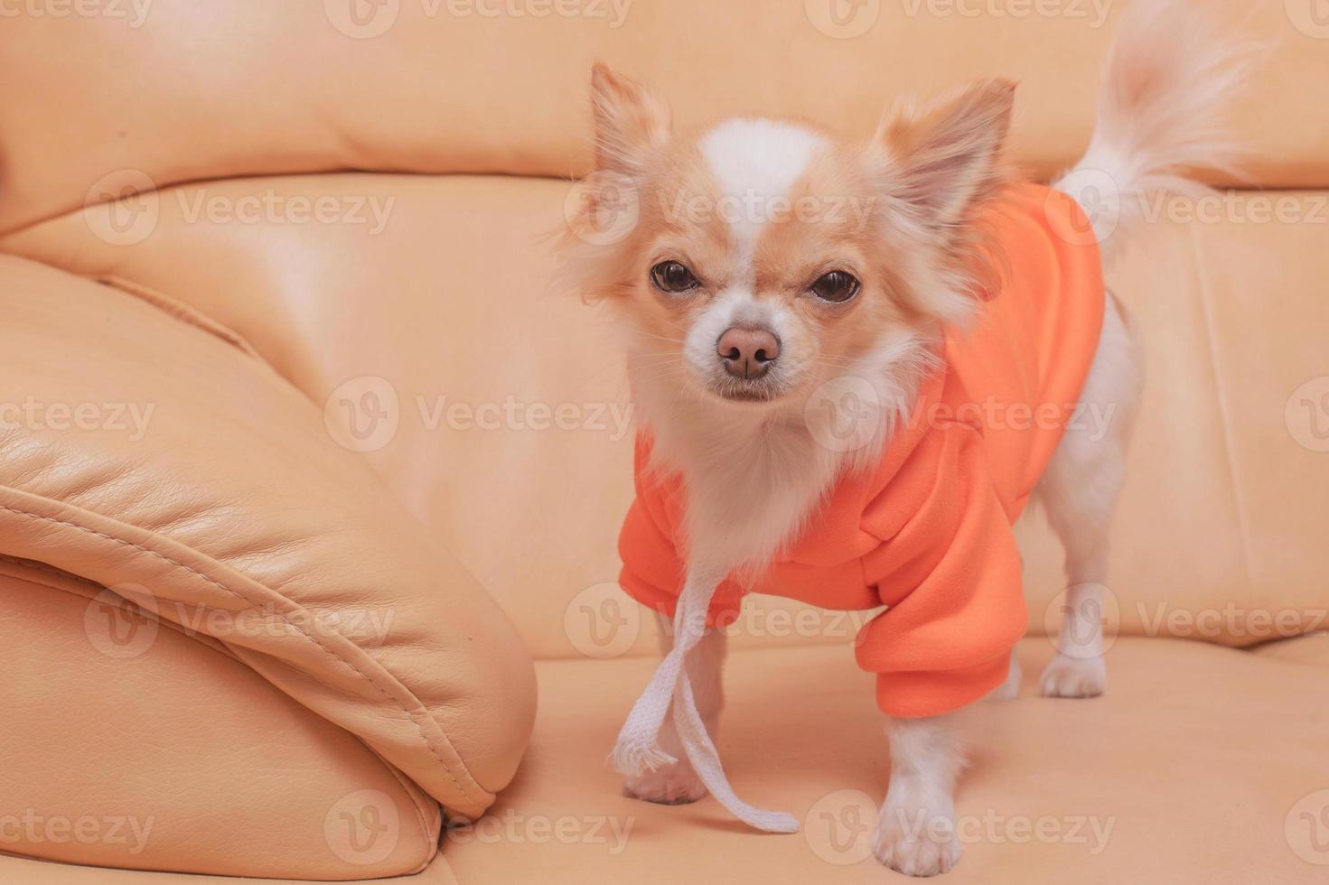 cachorro chihuahua em um capuz laranja em um sofá de couro bege. animal de estimação. foto