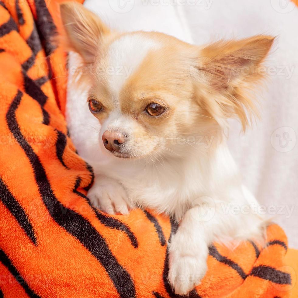 cão branco da raça chihuahua nos braços de uma menina. cão, animal, animal de estimação. foto