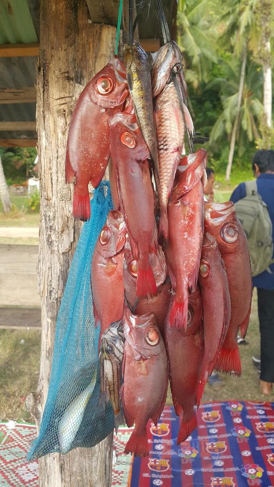 pilha de peixes de coral vermelho foto