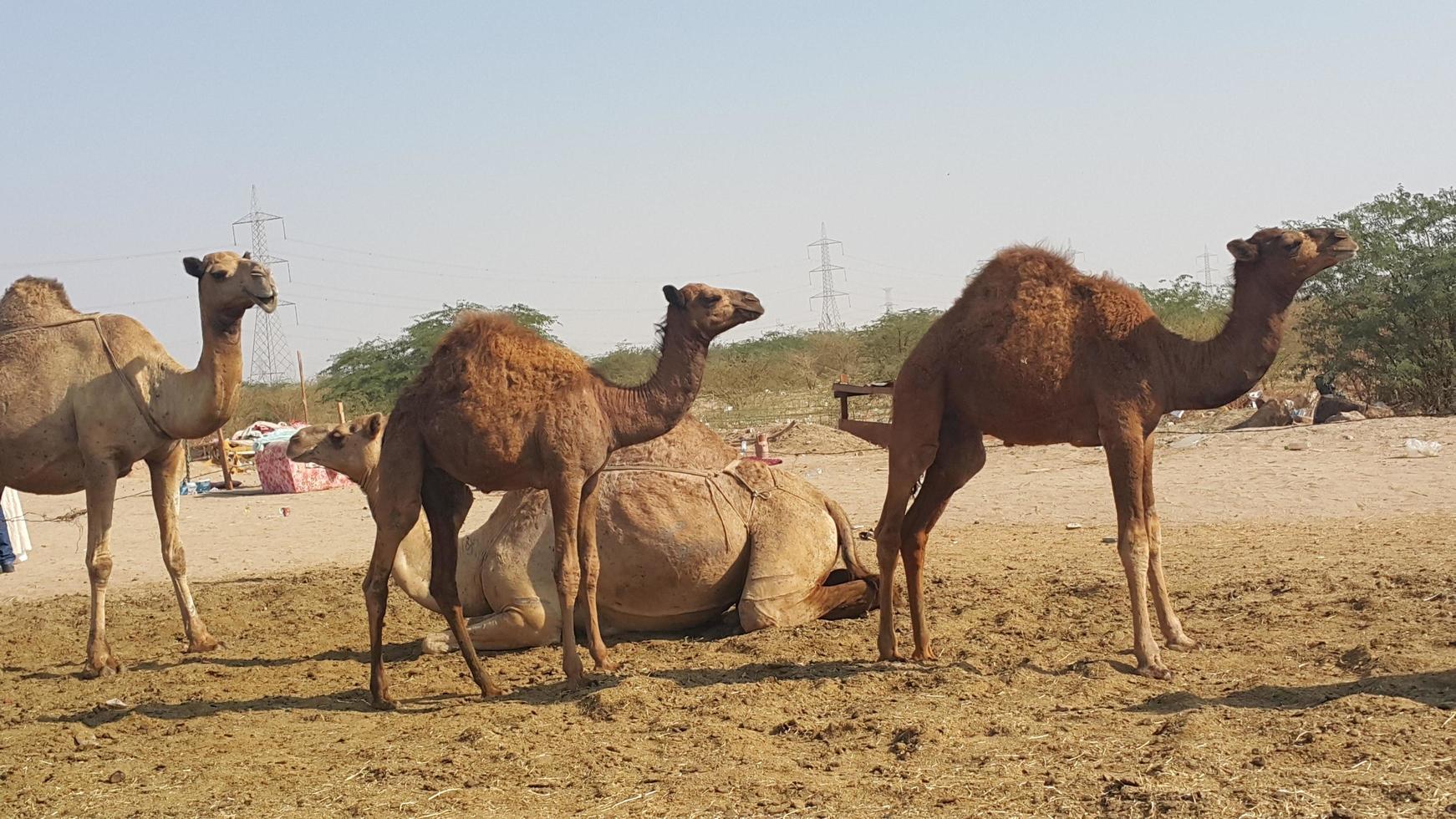 três camelos em pé foto