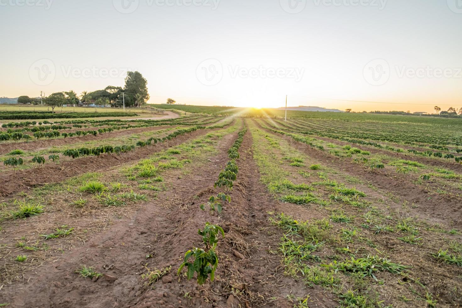 plantas de café árvore crescendo mudas no solo. fazenda de café. brasil. foto