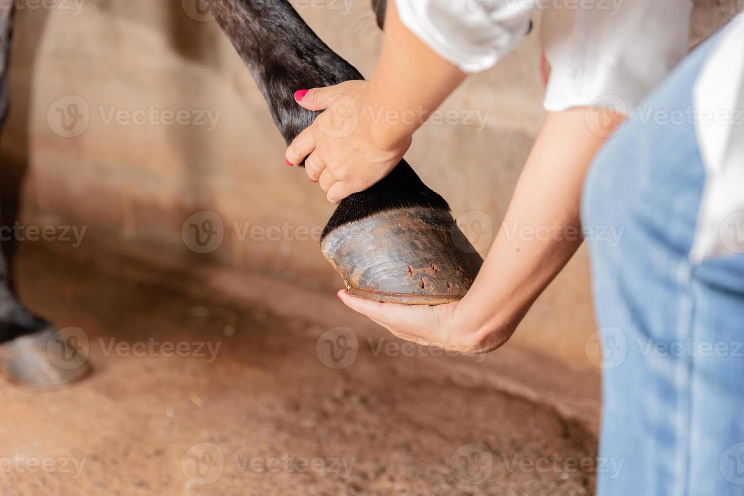 veterinário examinando os tendões da perna do cavalo. foco seletivo no casco. foto