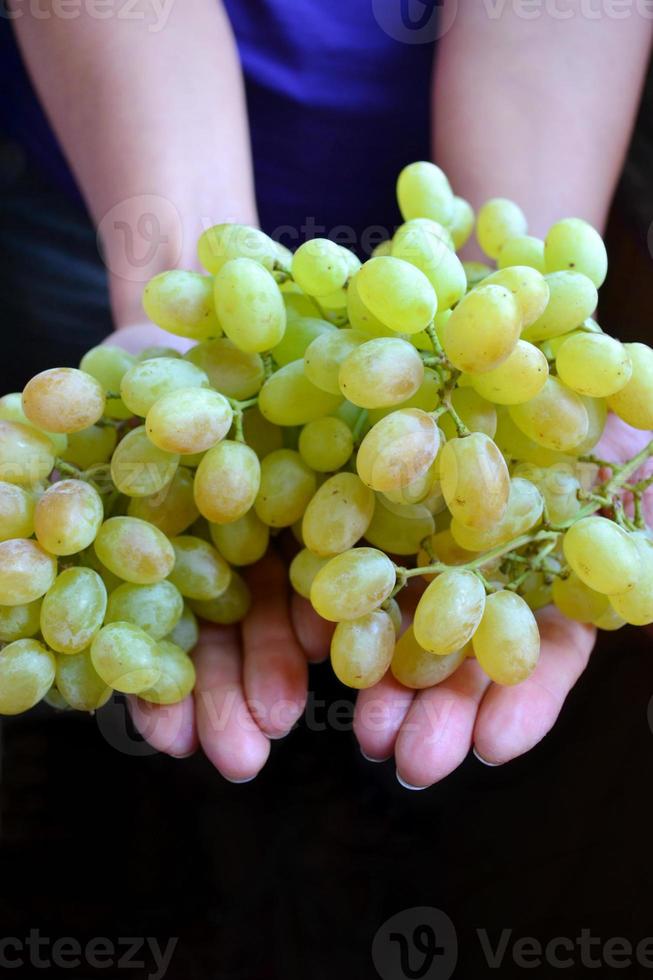 mãos segurando uvas verdes doces foto