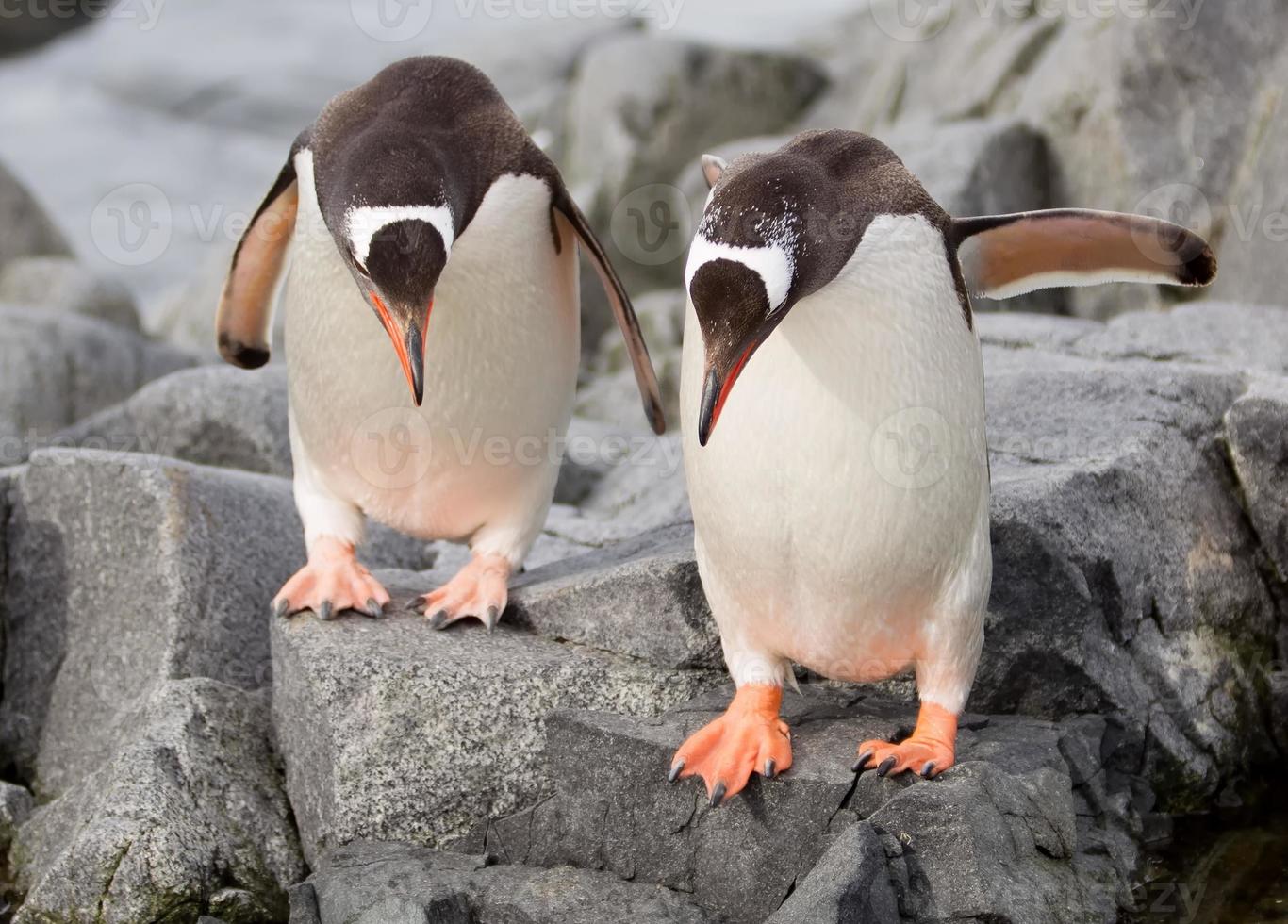 pinguins gentoo pulando foto