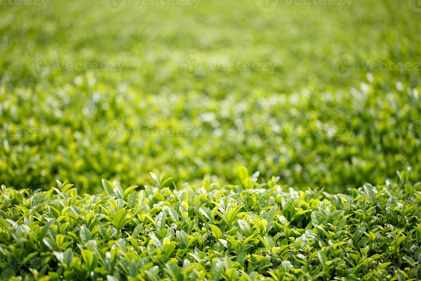 plantação de chá foto
