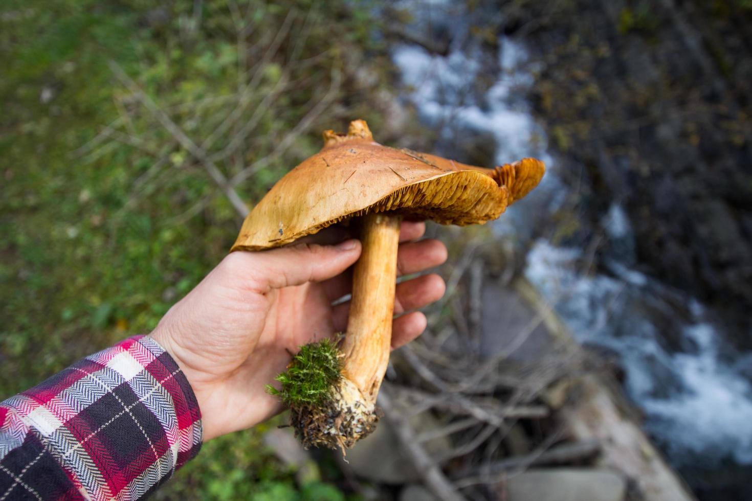 cogumelos na floresta, foto de outono da floresta, fundo de madeira