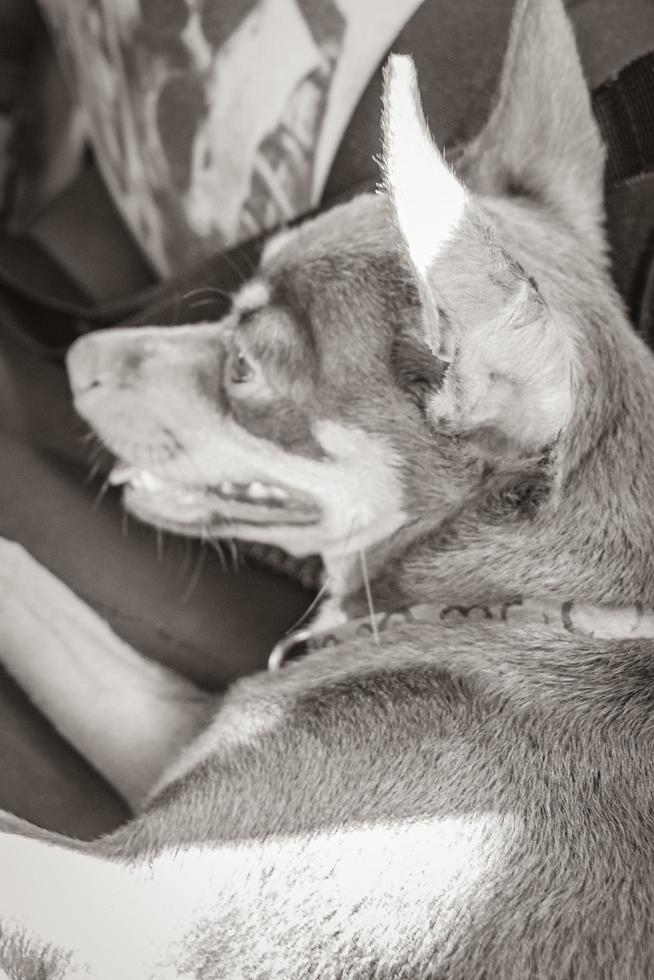 muito feliz e alegre cão terrier de brinquedo russo tulum méxico. foto