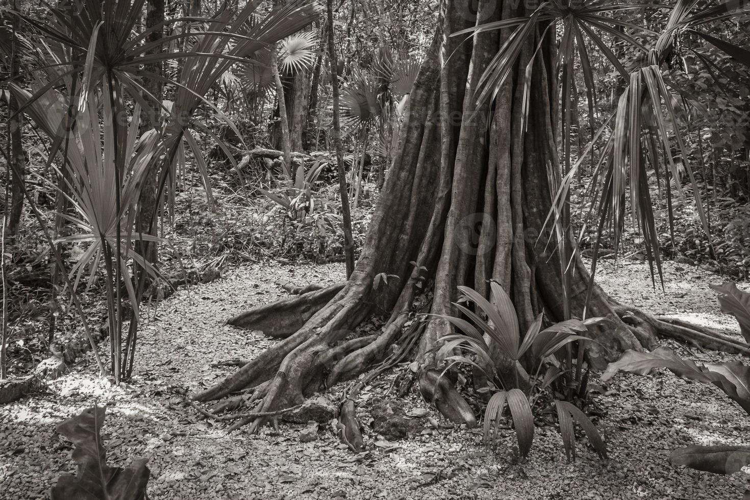 tropicais naturais selva floresta plantas árvores muyil maia ruínas mexico. foto