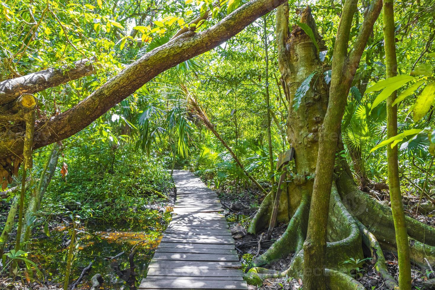 selva tropical plantas árvores madeira trilhas para caminhada sian kaan méxico. foto