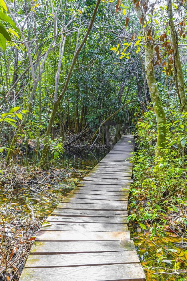 selva tropical plantas árvores madeira trilhas para caminhada sian kaan méxico. foto