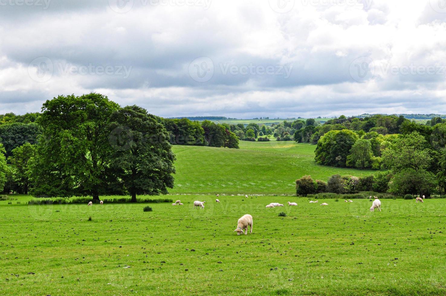 rebanho de ovelhas pastando no campo com árvores verdes e colinas ao fundo em dia ensolarado foto