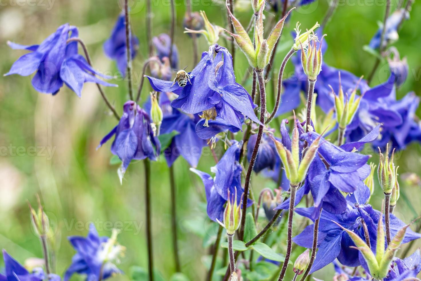 flores azuis aquilegia na primavera foto