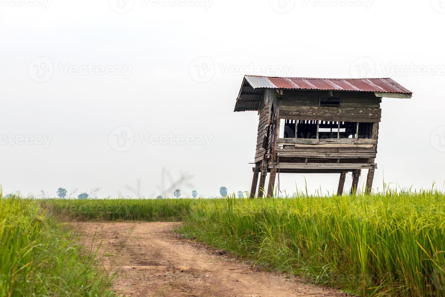 perto de velhas cabanas de madeira nos campos de arroz. foto