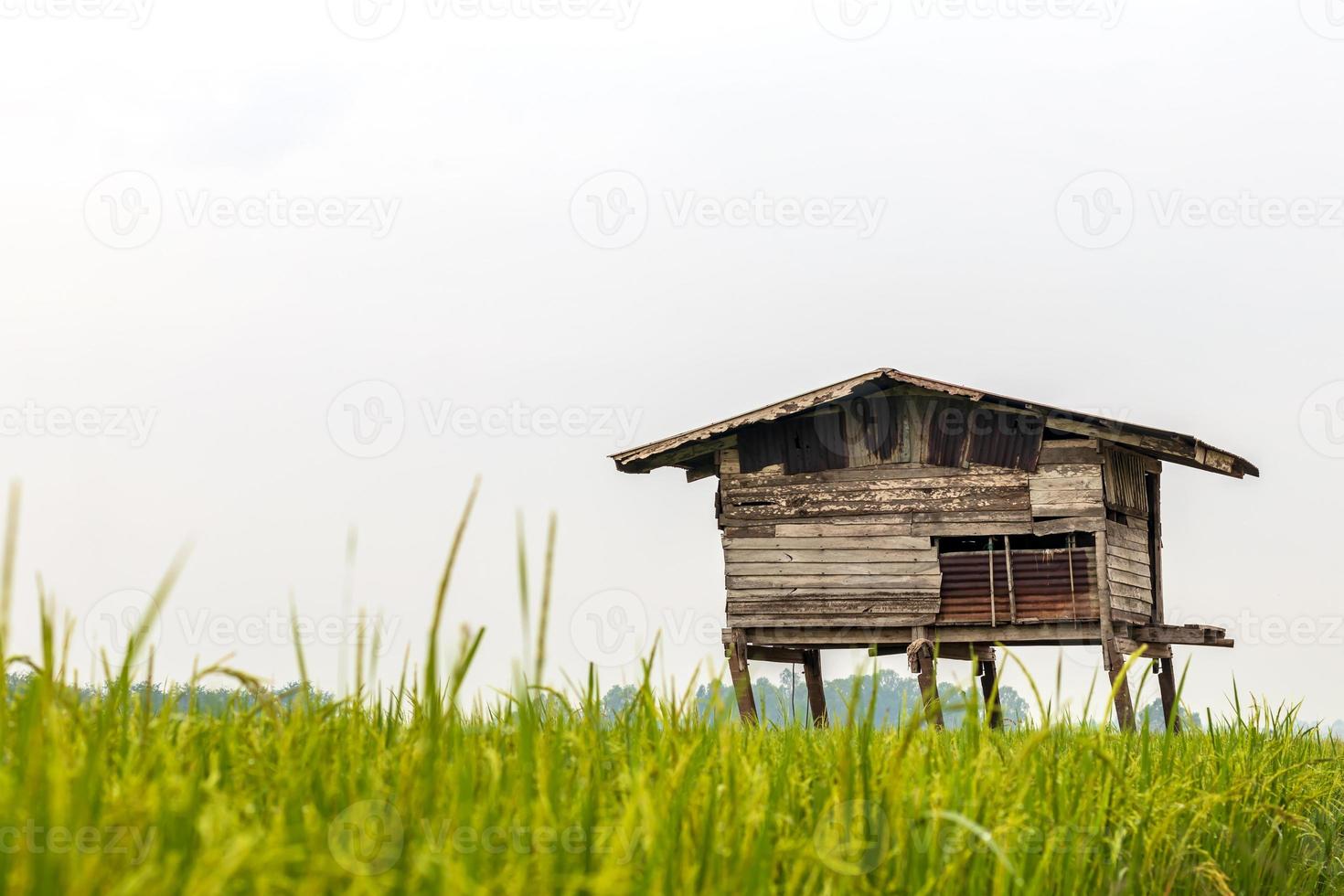 velhas cabanas de madeira arruinam nos campos de arroz. foto