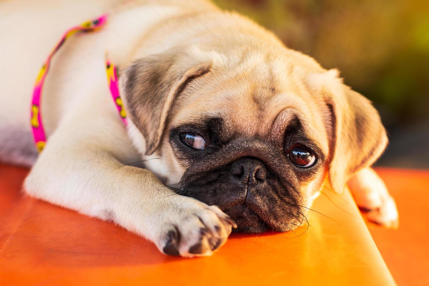 close-up de um filhote de pug marrom deitado sozinho. foto