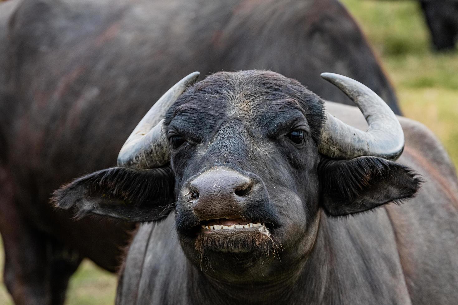 búfalo de água preta nos campos foto