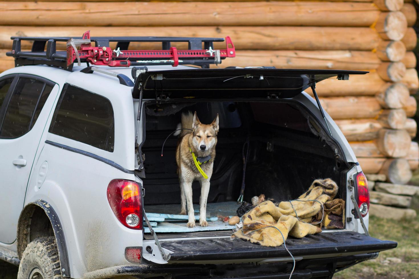 Laika da Sibéria Ocidental, cão de caça russo, cão lobo selvagem foto