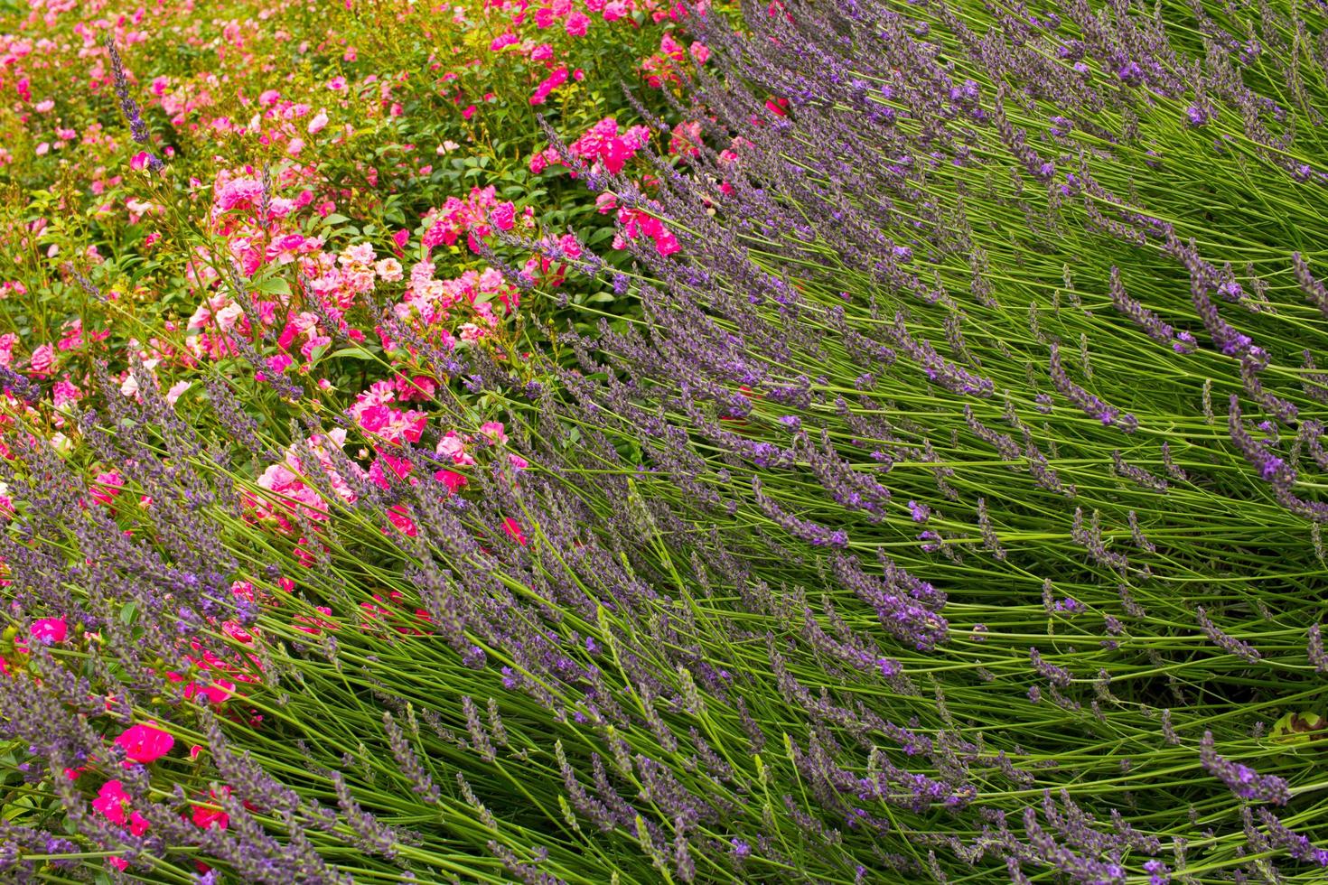 canteiro de flores no jardim de verão com rosas de lavanda foto