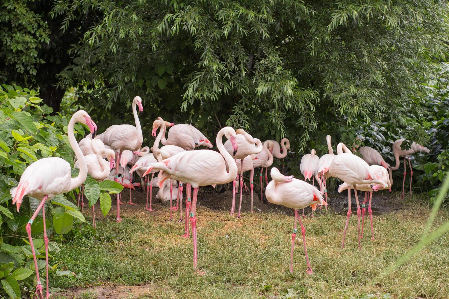 grupo de pássaros flamingo no zoológico foto