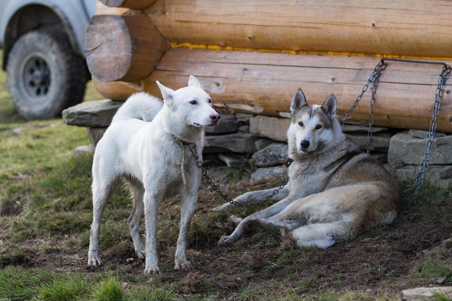 Laika da Sibéria Ocidental, cão de caça russo, cão lobo selvagem foto