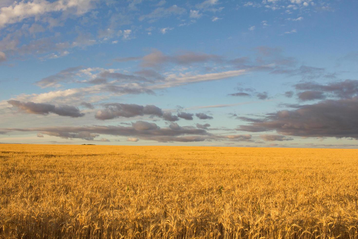 bela paisagem se campos de trigo de verão foto