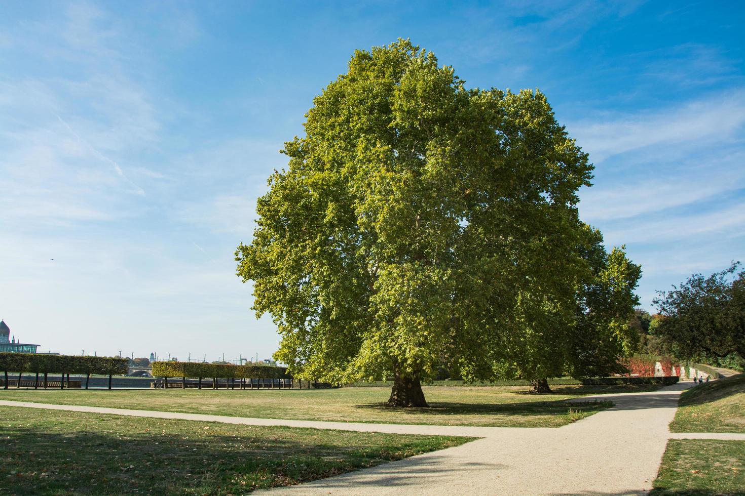 grande árvore fica sozinha no parque contra o céu azul foto