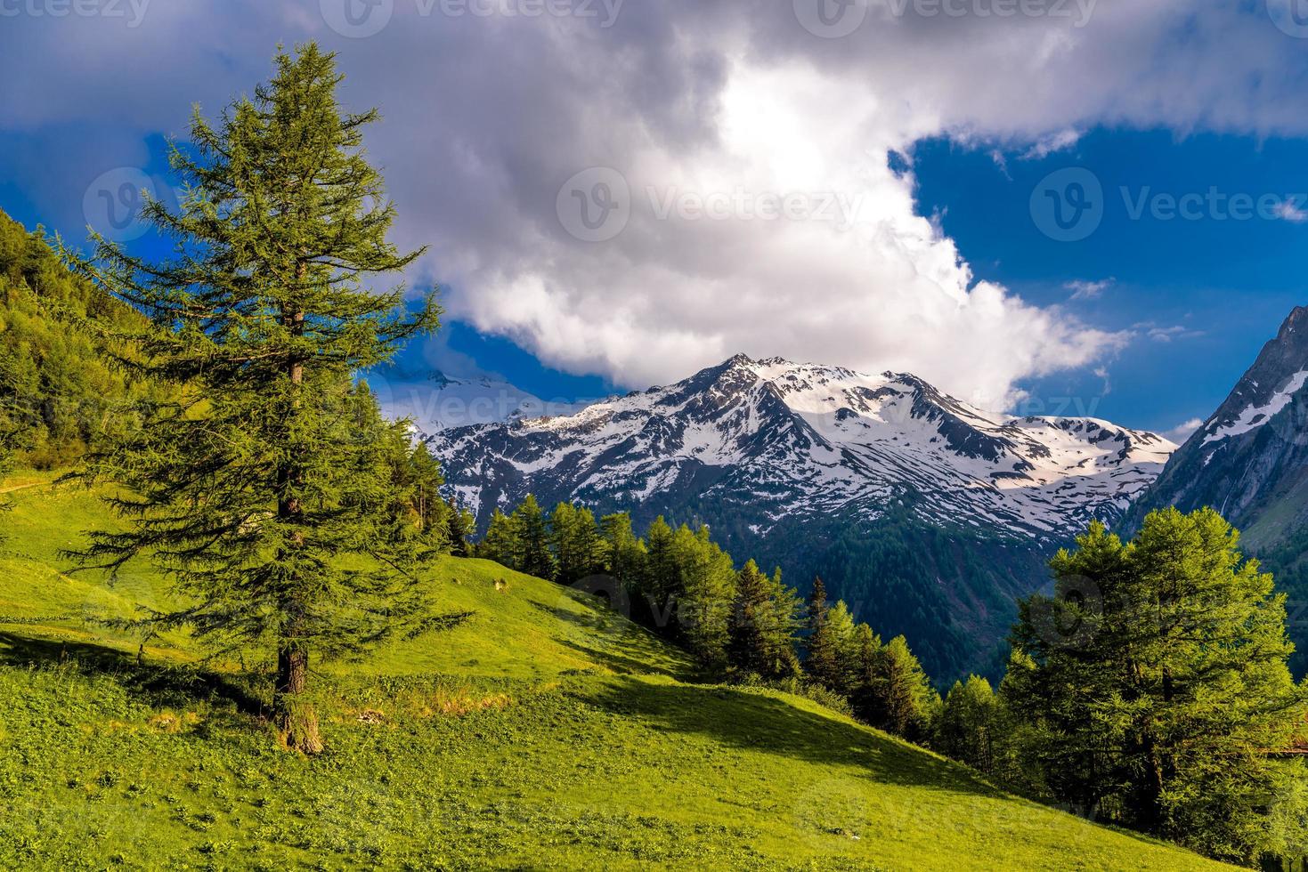 pinheiros em campos nas montanhas alpinas, martigny-combe, martigny, foto
