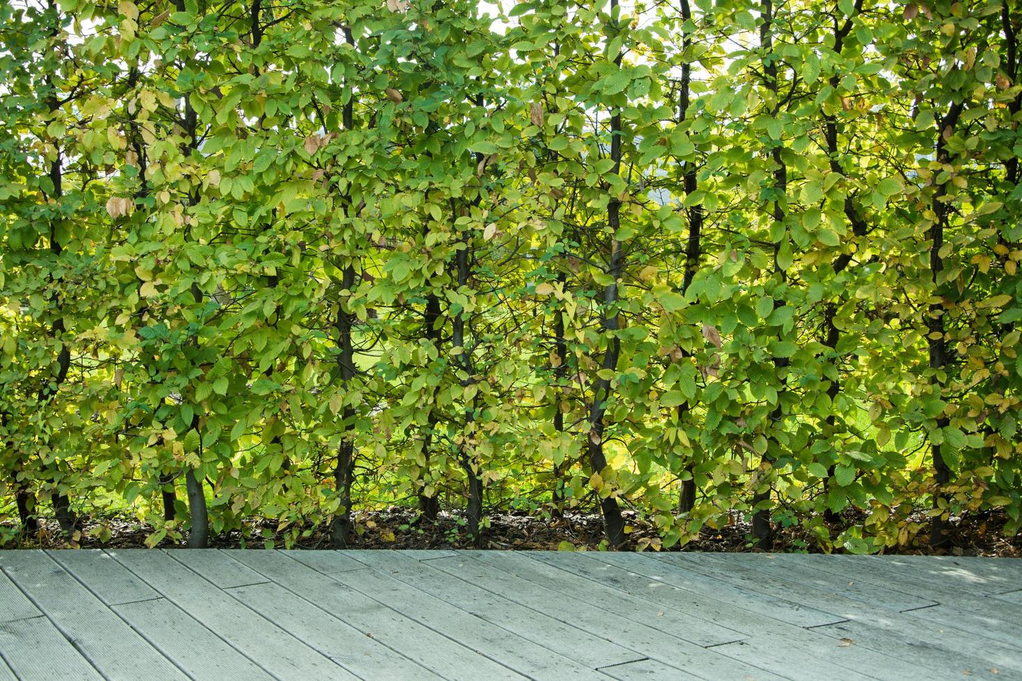 fechar partes do design moderno de jardinagem, plantas ao ar livre no verão foto