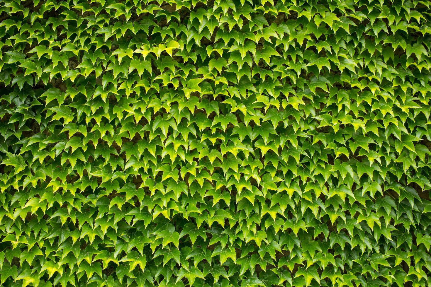 fundo de hera verde, grande parede de folhas foto