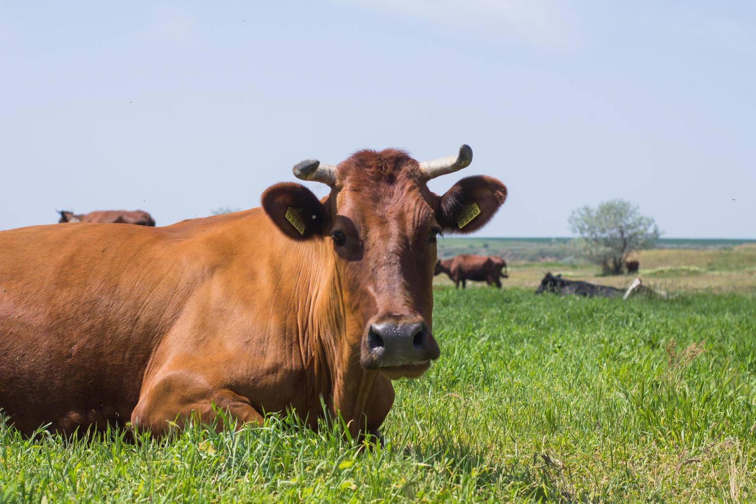 pastagem de vacas perto do rio, muitas vacas na grama verde em dia de verão foto