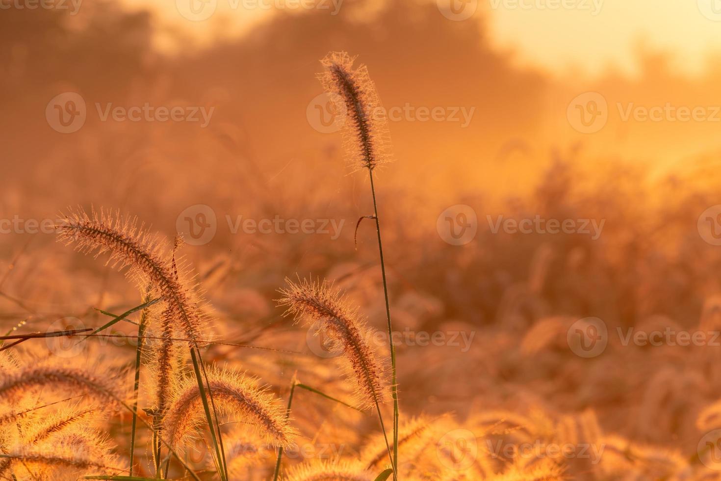 flor de grama de manhã ao nascer do sol com lindo sol dourado. campo de flores na zona rural. fundo de prado laranja. flores de grama de prado selvagem com luz solar da manhã. fundo para começar uma nova vida. foto