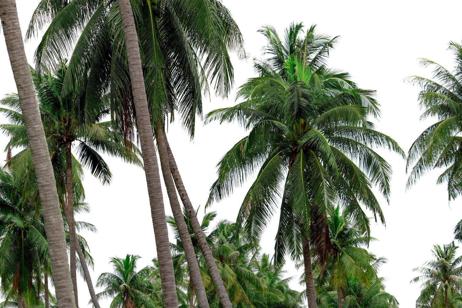 jardim de coqueiros no resort. plantação de palmeiras. fazenda de coco na tailândia. tronco e folhas verdes de coqueiro. árvore tropical exótica. árvore de praia de verão. fonte natural de óleo de coco. foto