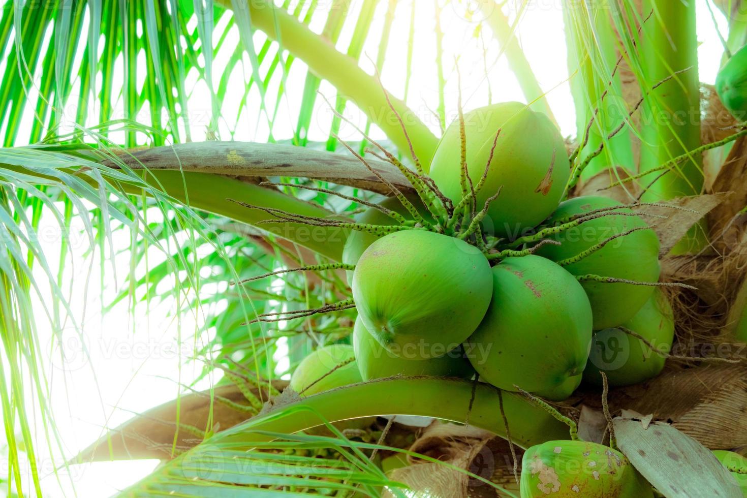 bando de coco na árvore de coco. fruta tropical. palmeira com folhas verdes e frutas. coqueiro na tailândia. plantação de coco. fazenda agrícola. bebida orgânica para o verão. planta exótica. foto