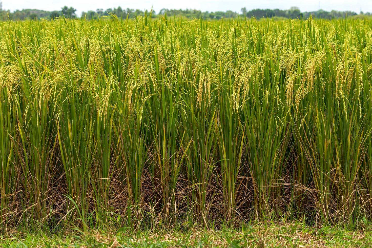 close-up vista de grãos de arroz e grama. foto