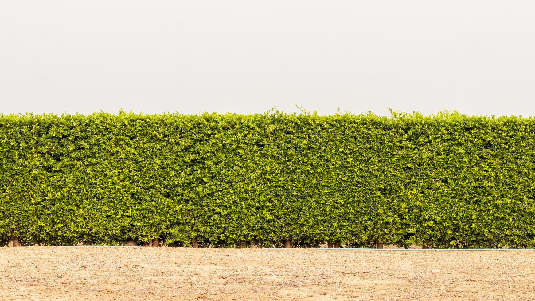 uma parede de cercas de muitas folhagens verdes densas. foto