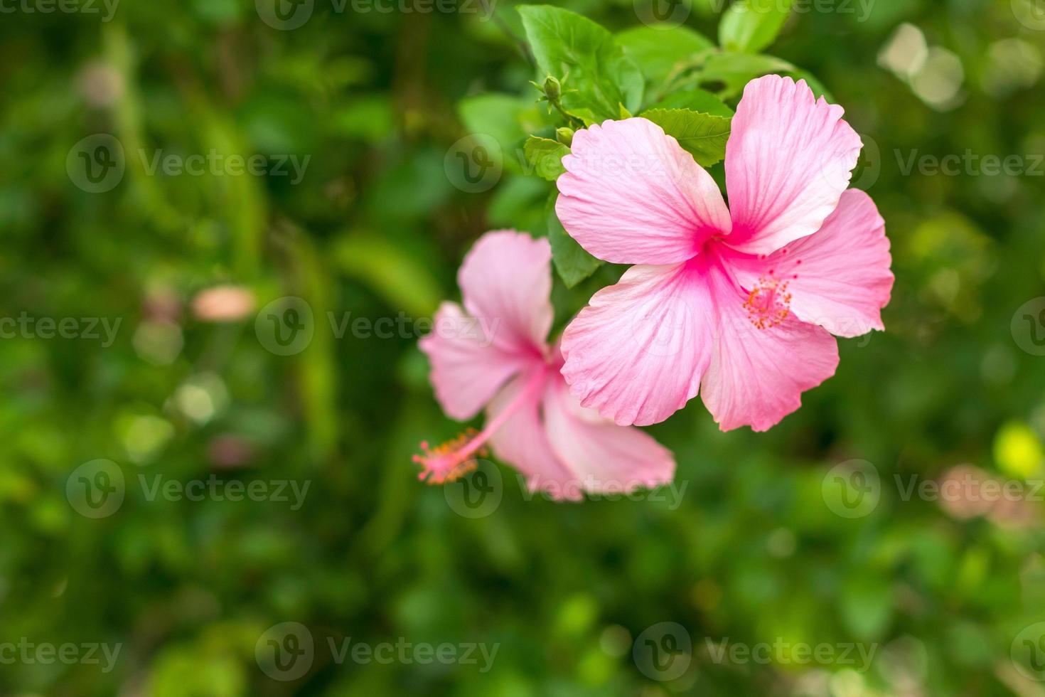 lindas flores de hibisco rosa com folhas verdes borradas. foto