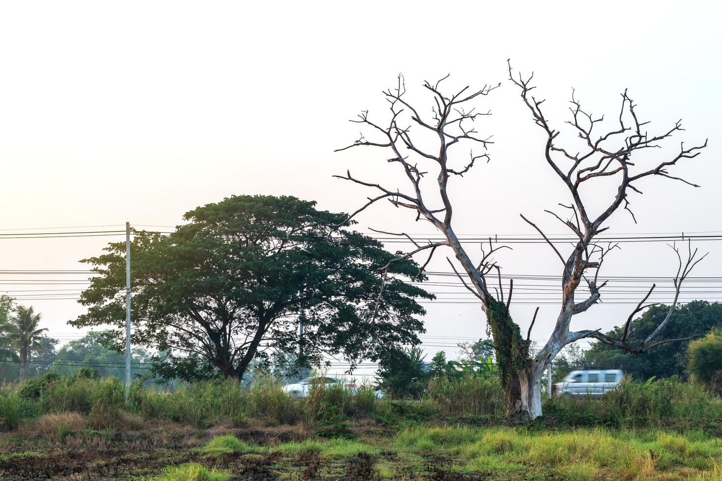 árvores, galhos mortos, mortos sobre o campo. foto