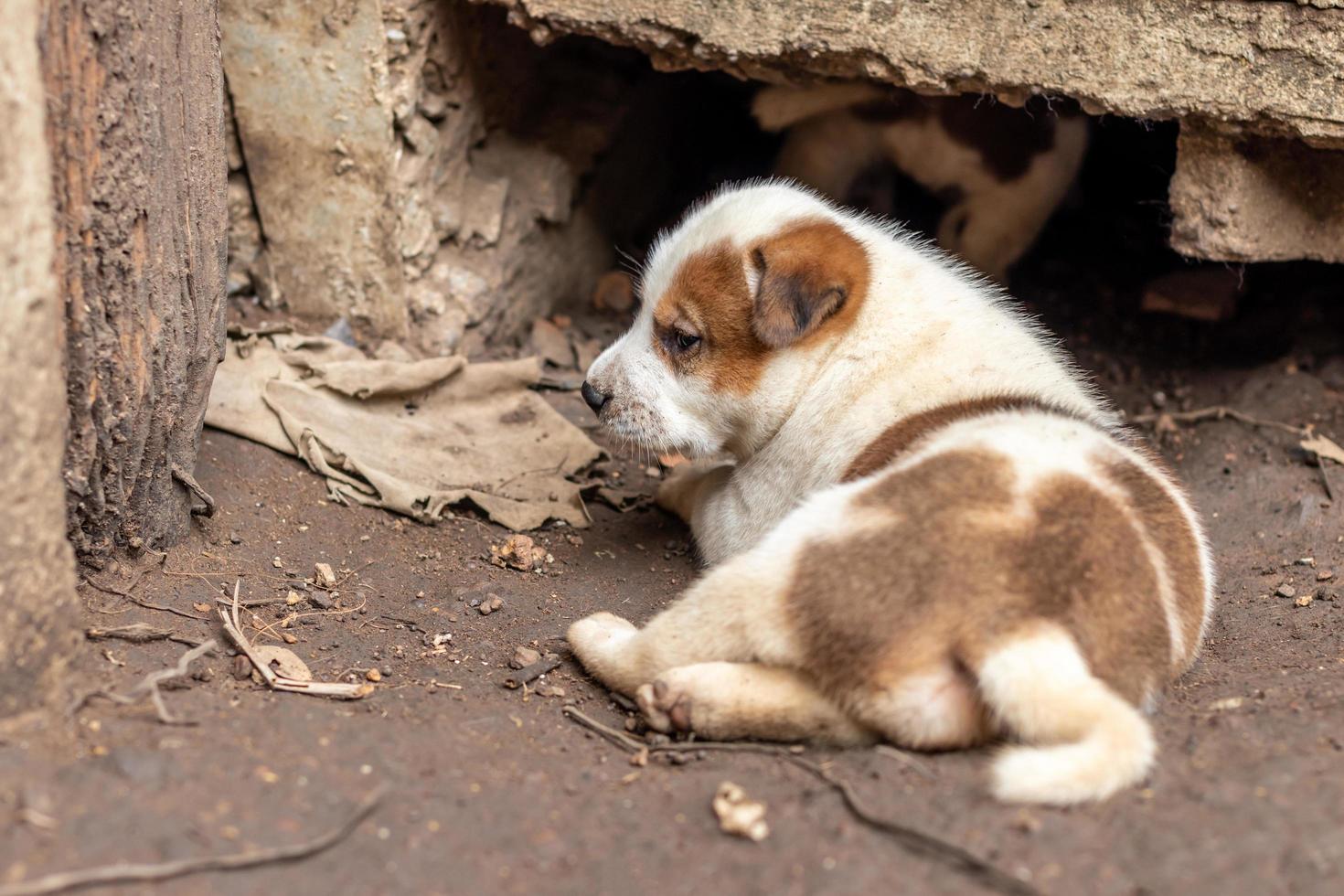o cachorrinho tailandês branco e marrom vive em uma toca de concreto. foto