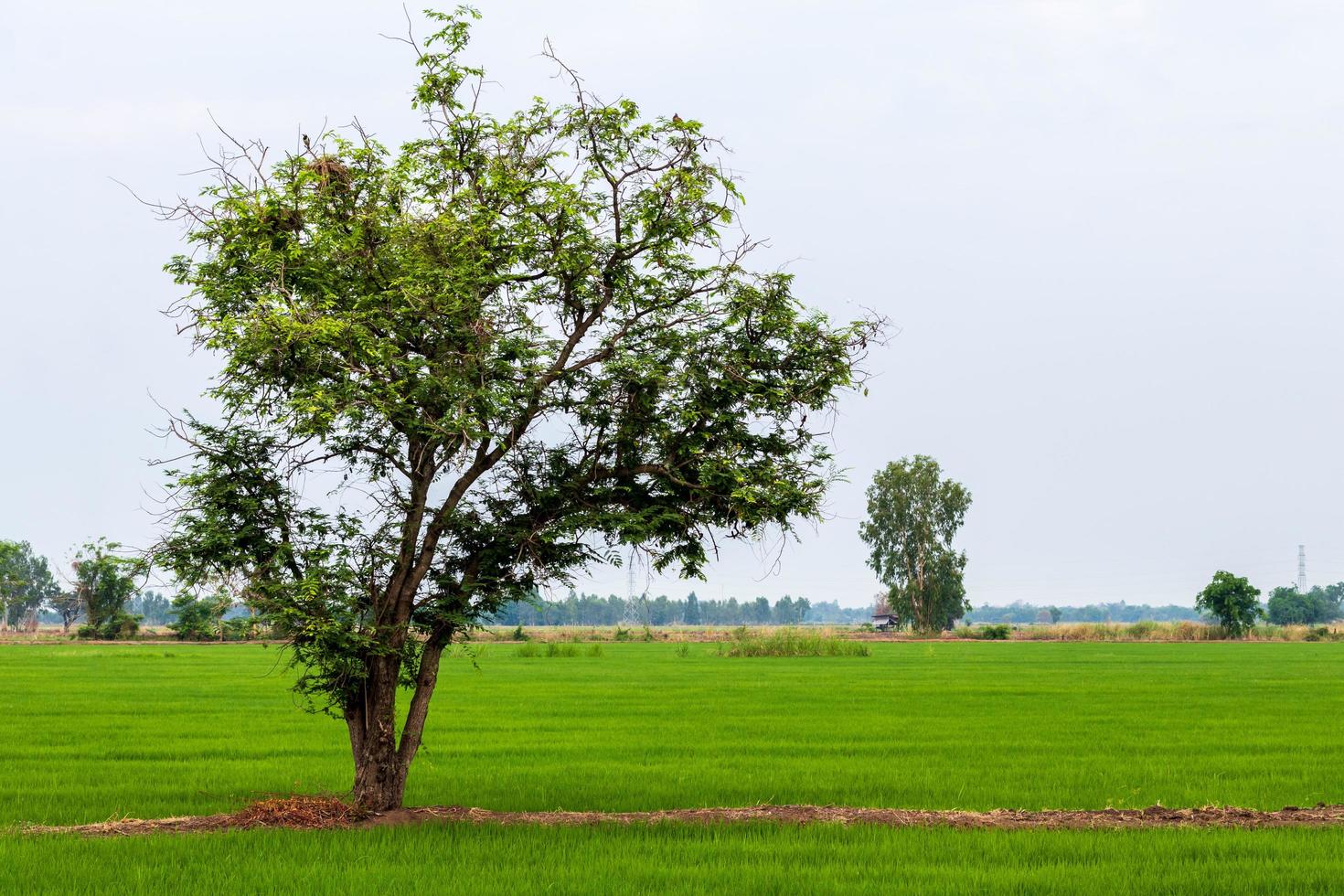 uma árvore com pequenos ramos e folhas e campos de arroz verde. foto