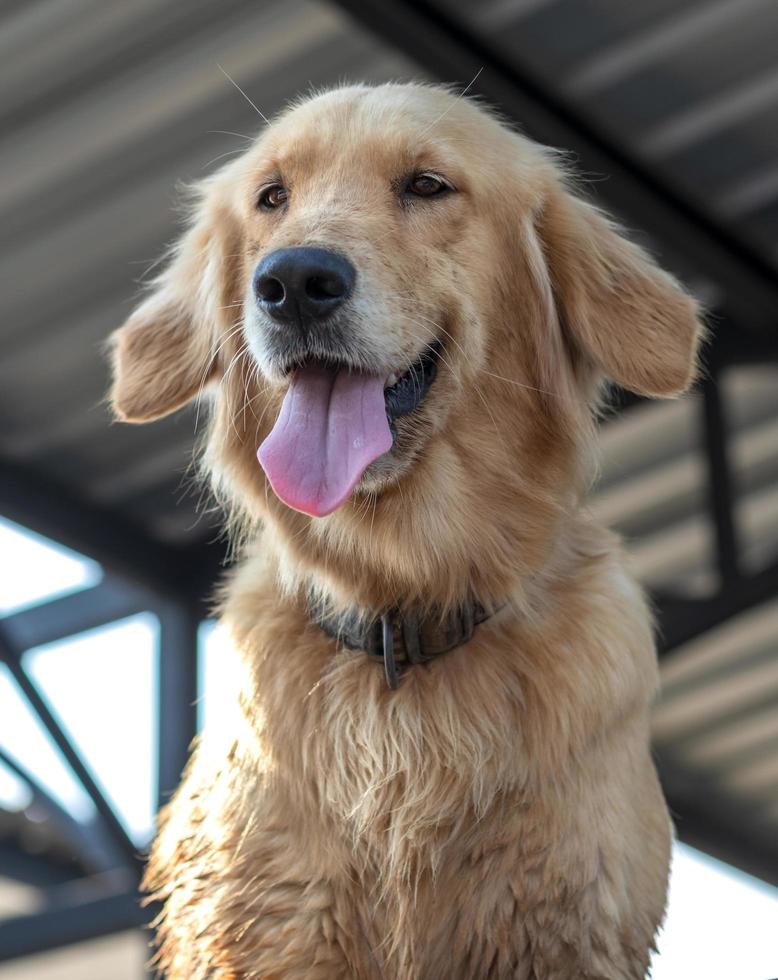 cão retriever dourado sob o telhado. foto