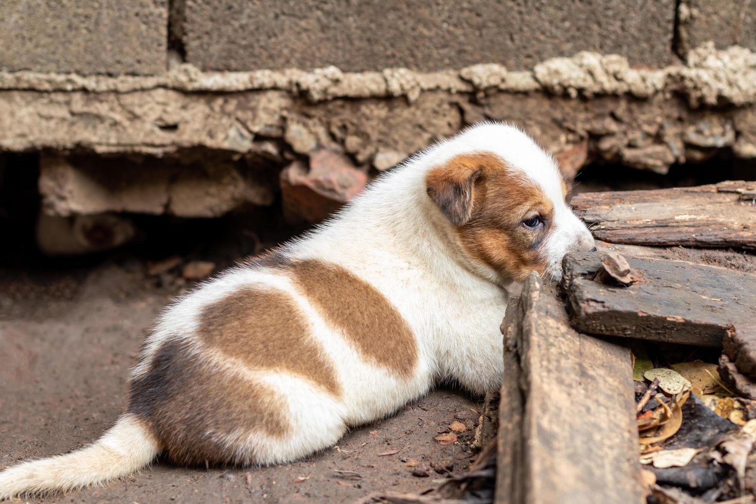 o cachorrinho tailandês branco e marrom vive em uma toca de concreto. foto