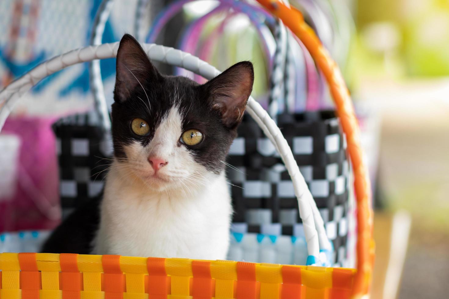 gato preto e branco em uma cesta de vime de plástico colorido. foto