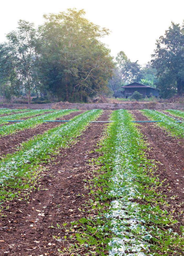 áreas de cultivo de melancia perto de aldeias rurais. foto