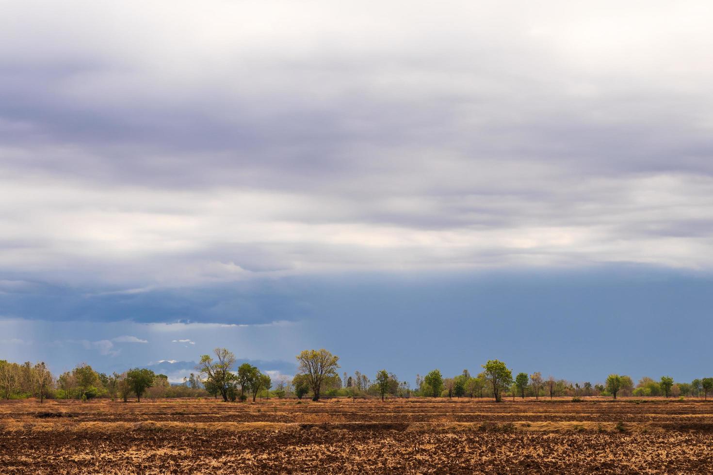 vistas nubladas sobre os campos de arroz áridos. foto