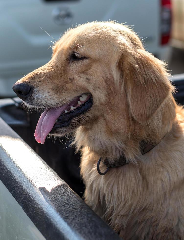 língua de rosto de cachorro golden retriever. foto