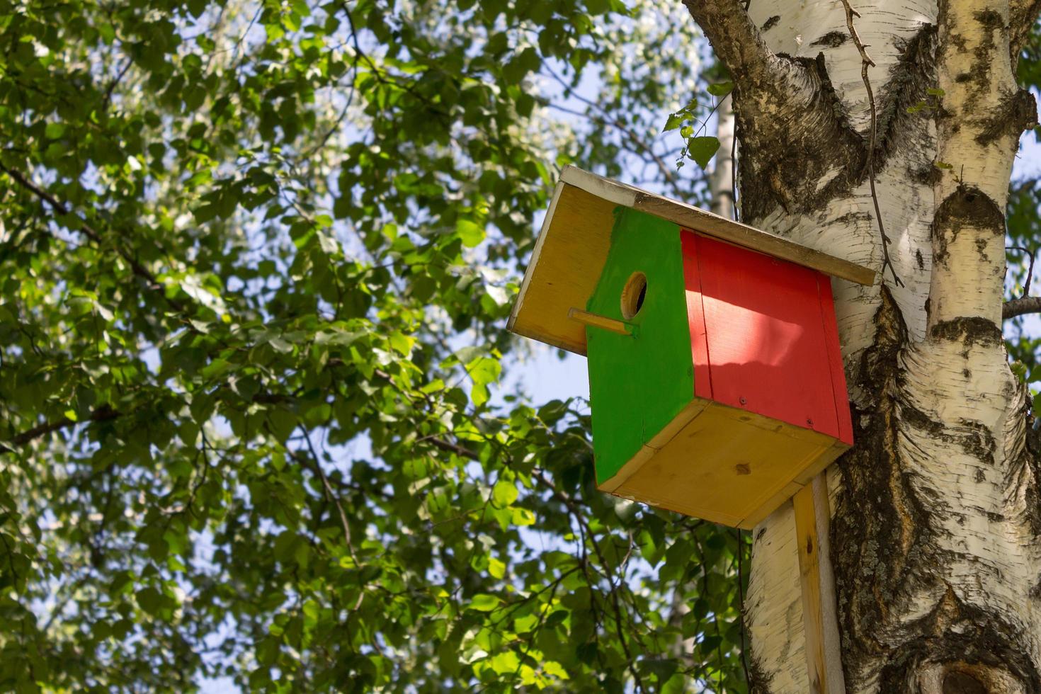 a caixa de nidificação pendurada em uma árvore na floresta de bétulas, cercada de folhas foto